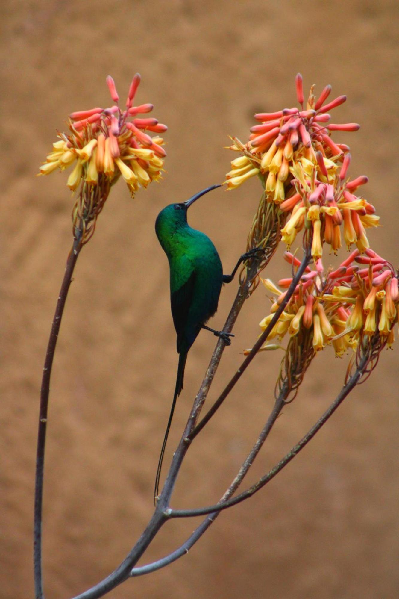 Bosch Luys Kloof Nature Reserve Ladismith Exterior foto