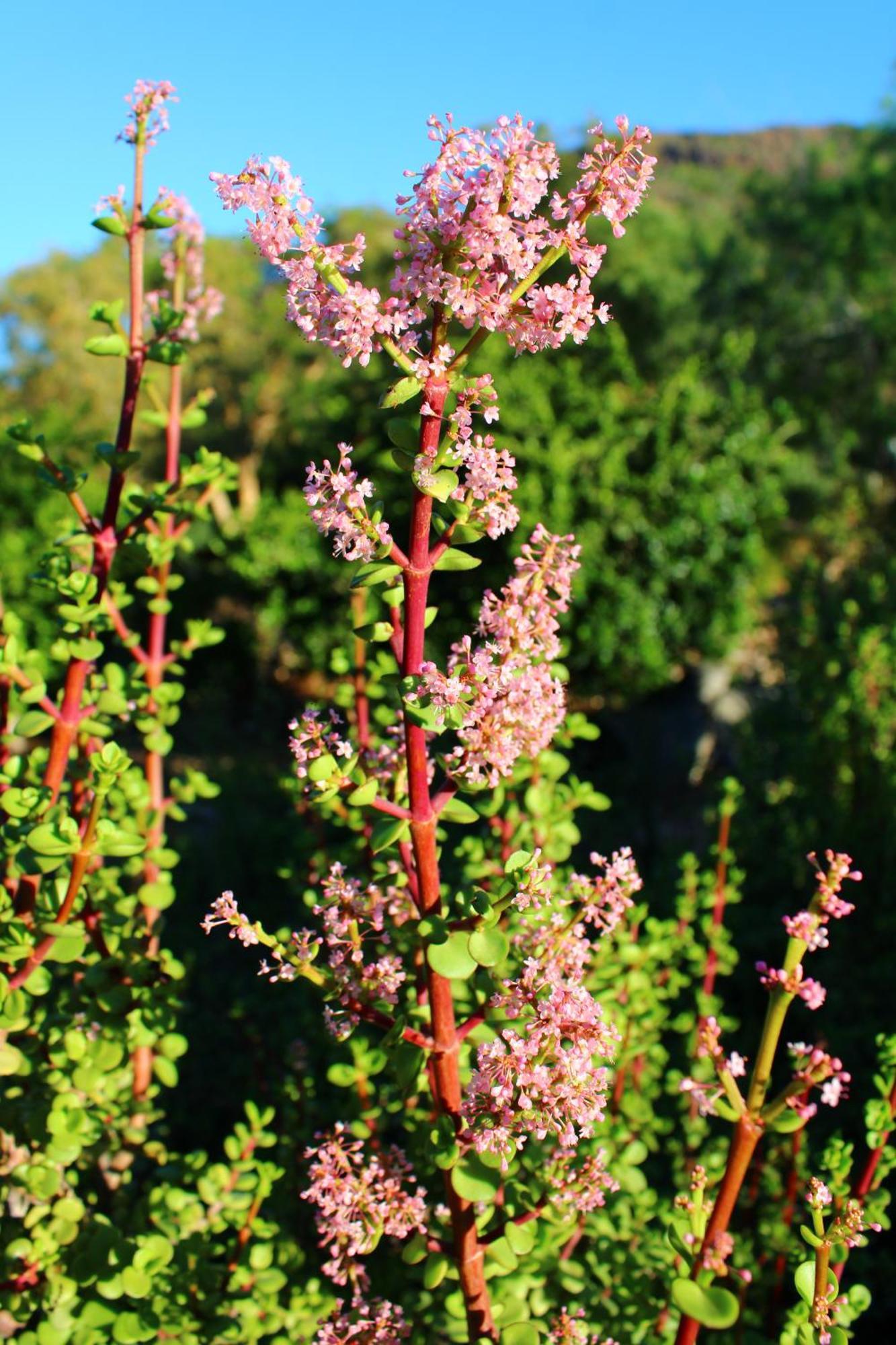 Bosch Luys Kloof Nature Reserve Ladismith Exterior foto