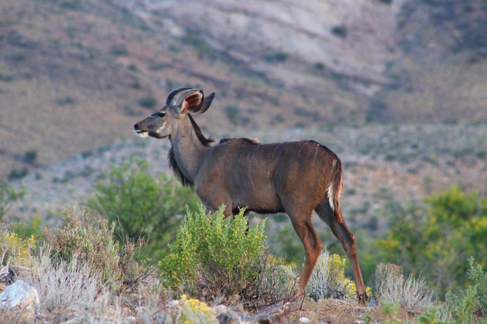 Bosch Luys Kloof Nature Reserve Ladismith Exterior foto