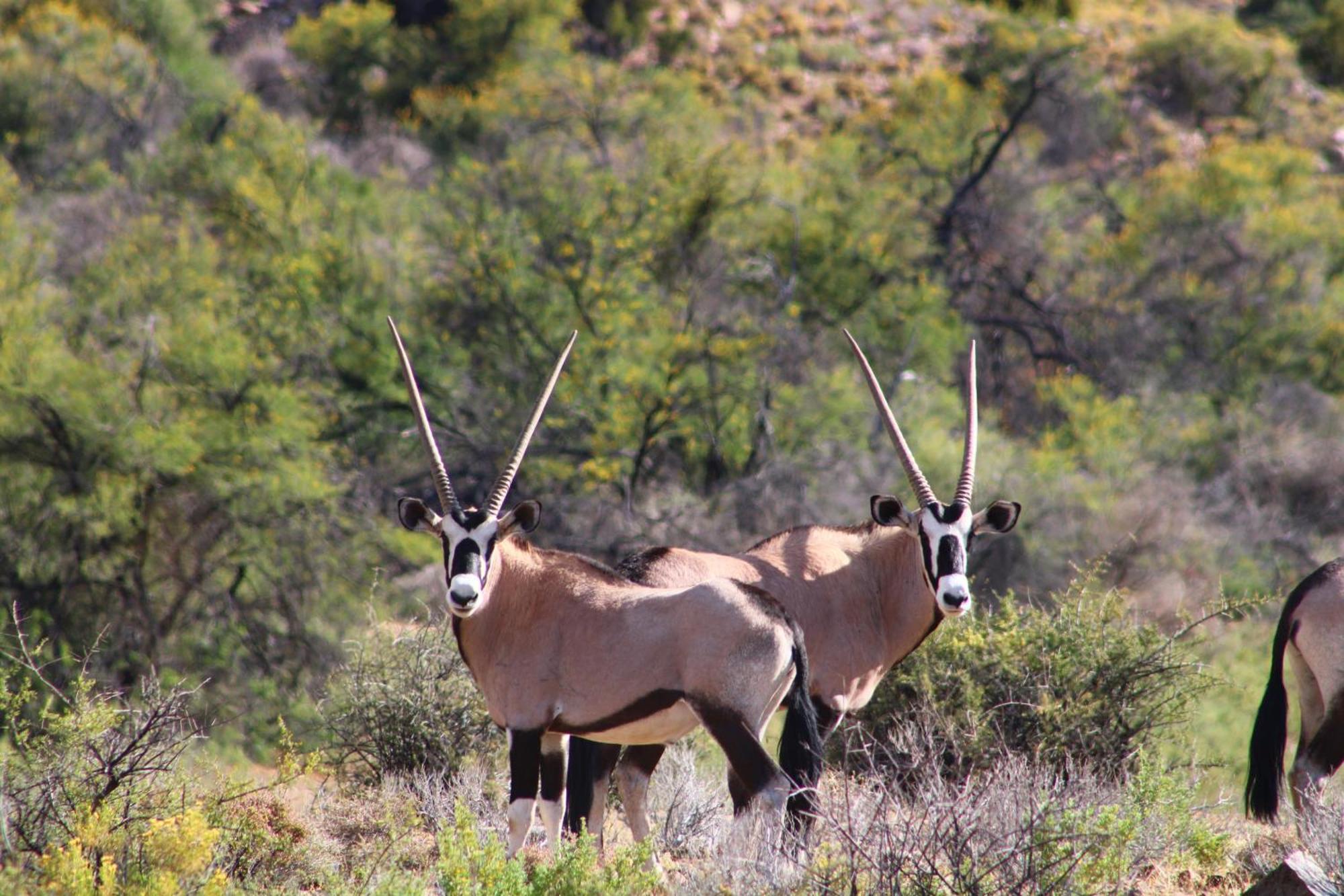 Bosch Luys Kloof Nature Reserve Ladismith Exterior foto