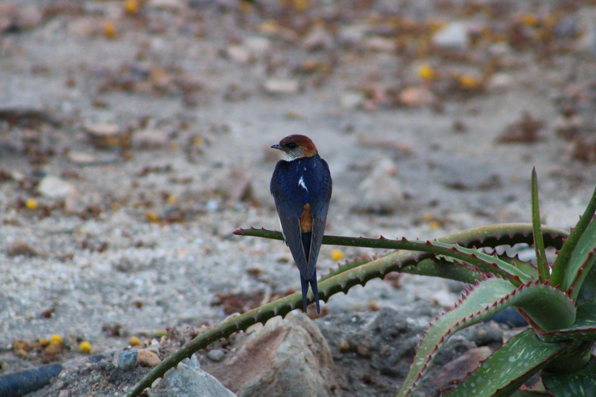 Bosch Luys Kloof Nature Reserve Ladismith Exterior foto